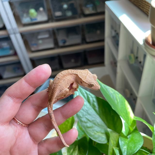 벅스킨 옐로우