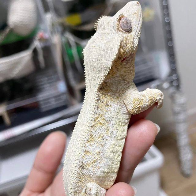 릴리화이트 크림 크림시클