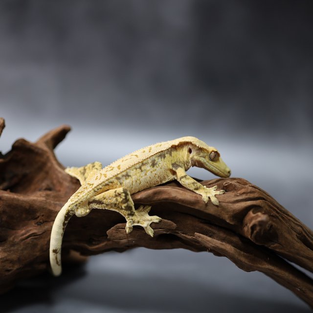 핀스트라이프 드리피 풀핀