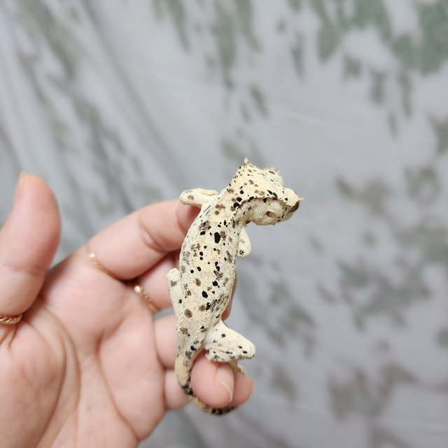 Super Dalmatian Dalmatian Yellow