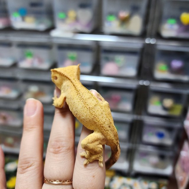 Phantom Patternless Buckskin Yellow