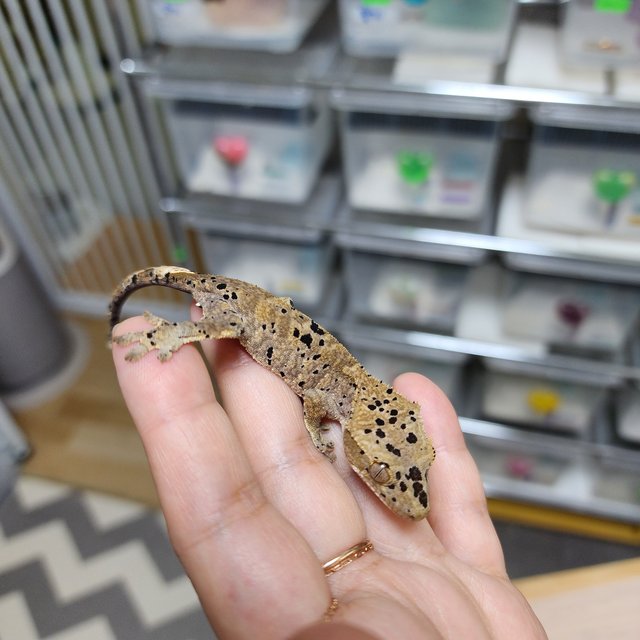 Super Dalmatian Dark