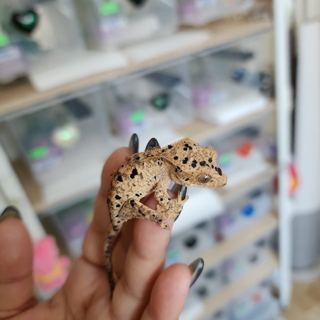 Super Dalmatian Yellow