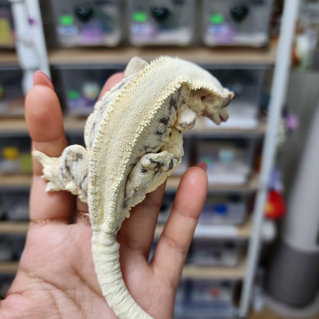 Lilly White