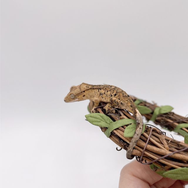 슈퍼달마시안 달마시안