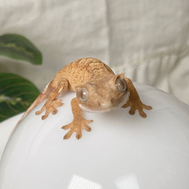벅스킨 옐로우