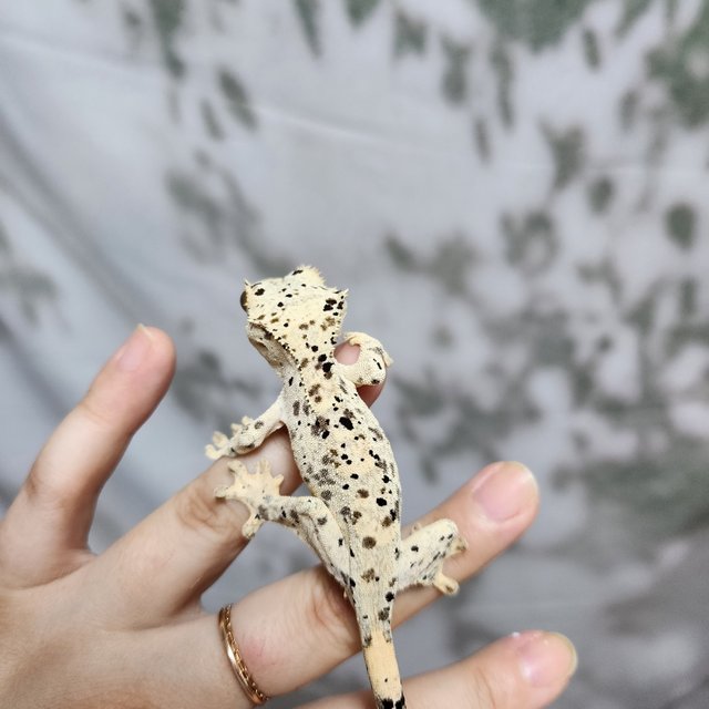 Super Dalmatian Dalmatian Yellow