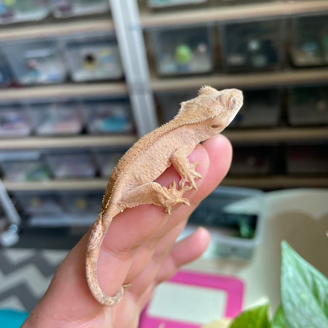 옐로우 벅스킨