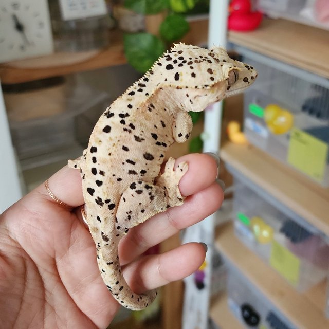 Super Dalmatian Strawberry Yellow