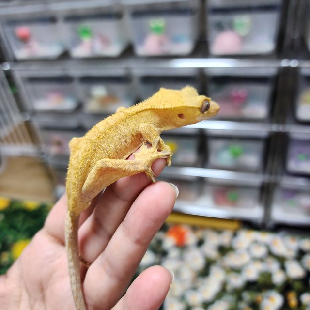 Patternless Buckskin Phantom Yellow