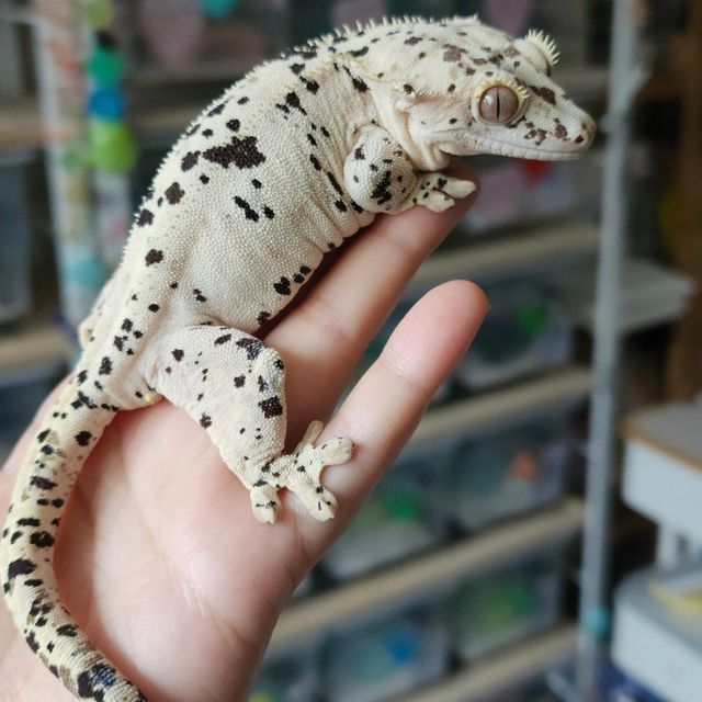슈퍼달마시안