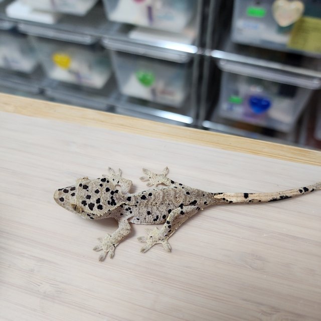 Super Dalmatian Dark