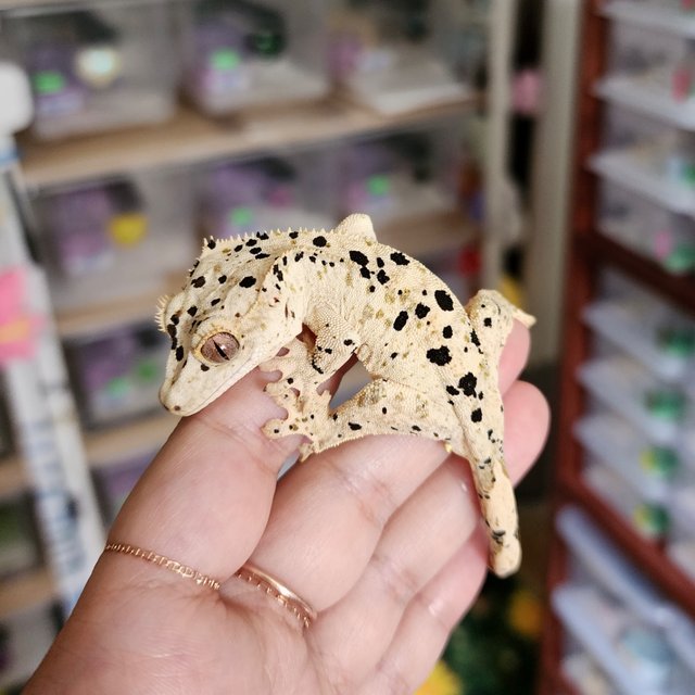Yellow Super Dalmatian