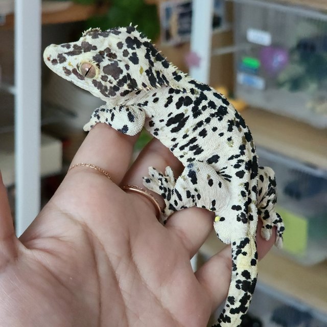 슈퍼달마시안 옐로우