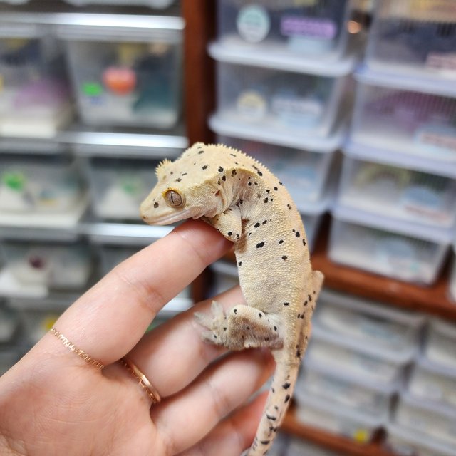 Super Dalmatian Dark