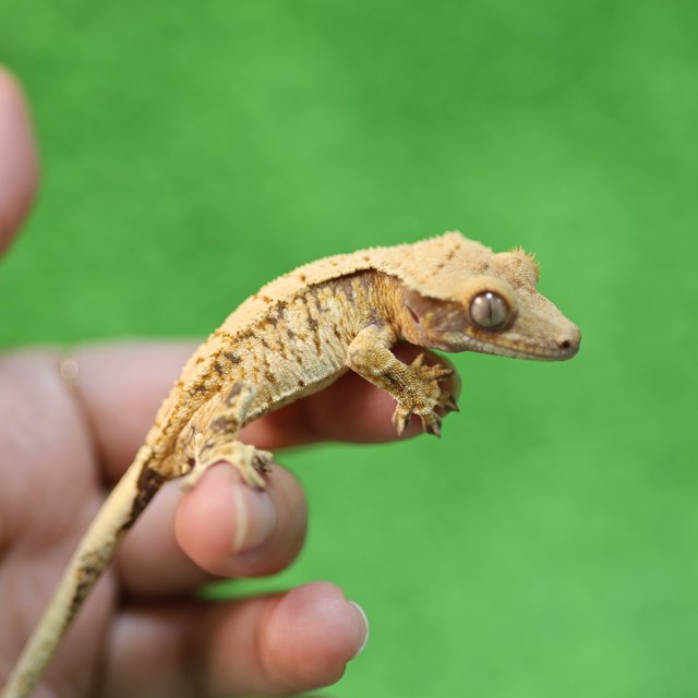 트라이 익스트림할리퀸