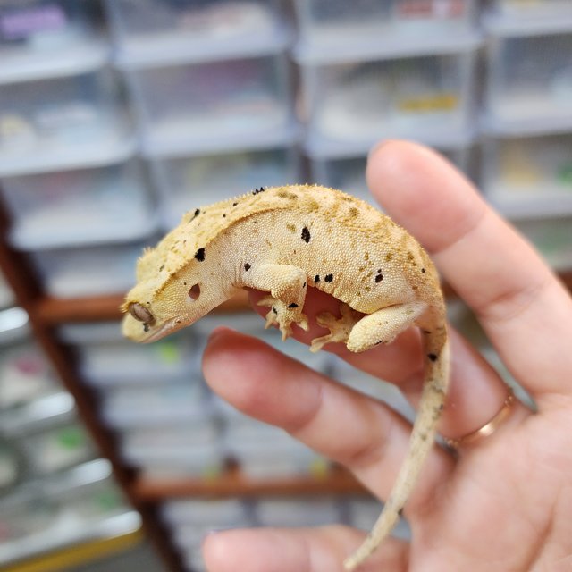 Yellow Super Dalmatian