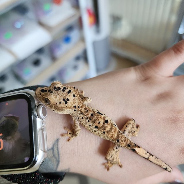 Super Dalmatian Yellow