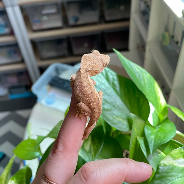 벅스킨 옐로우