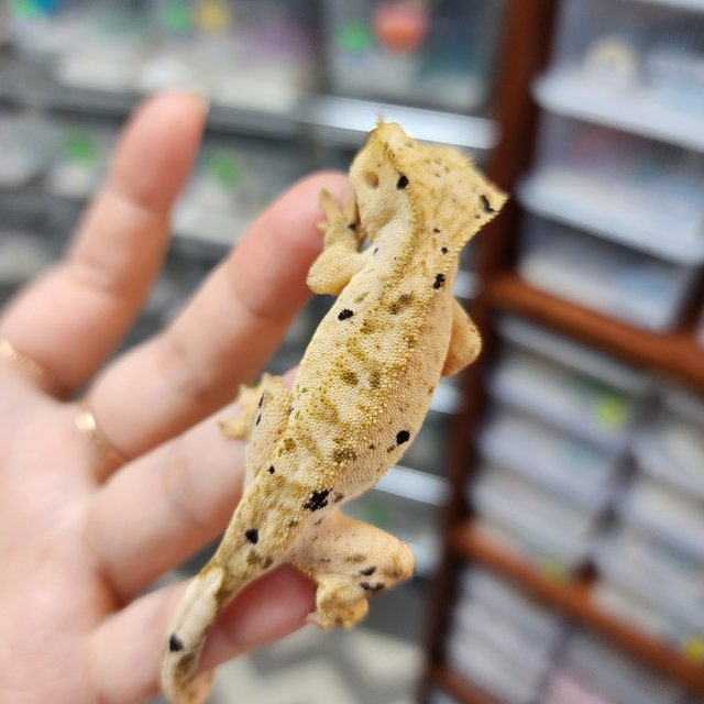 Yellow Super Dalmatian