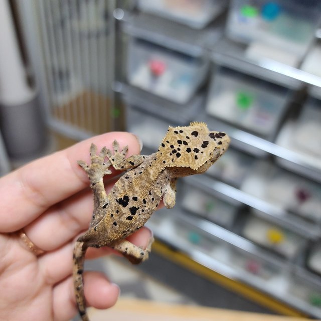Super Dalmatian Dark
