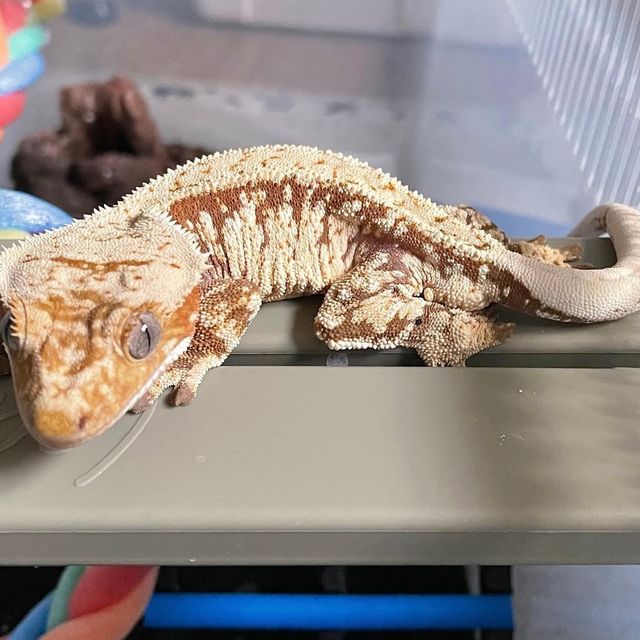 트라이 레드 익스트림할리퀸