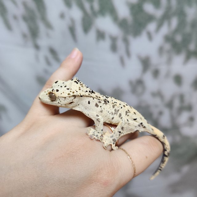 Super Dalmatian Dalmatian Yellow