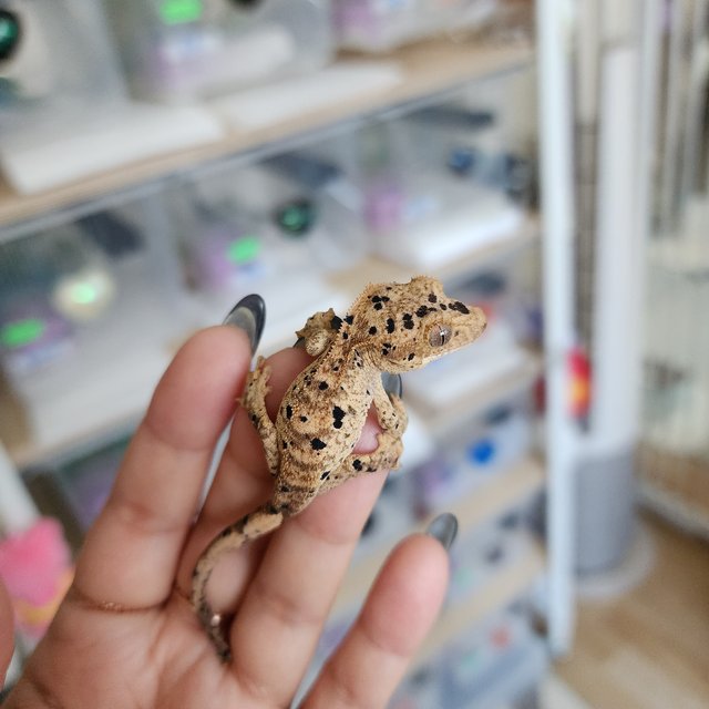 Super Dalmatian Yellow