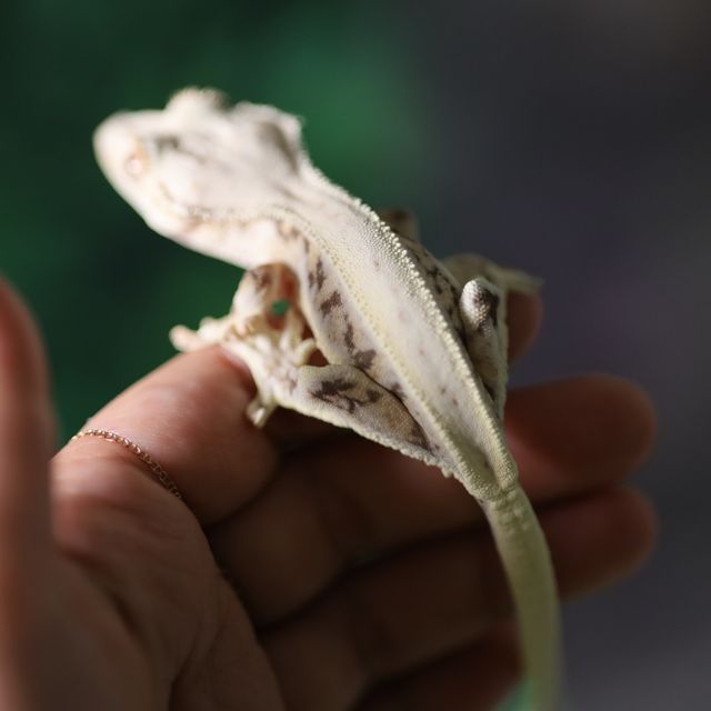 릴리화이트 트라이