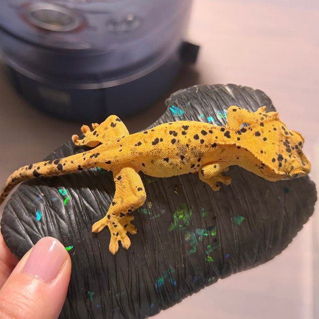 Yellow Super Dalmatian