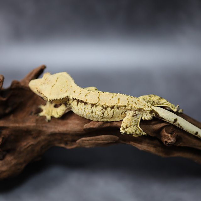 익스트림할리퀸