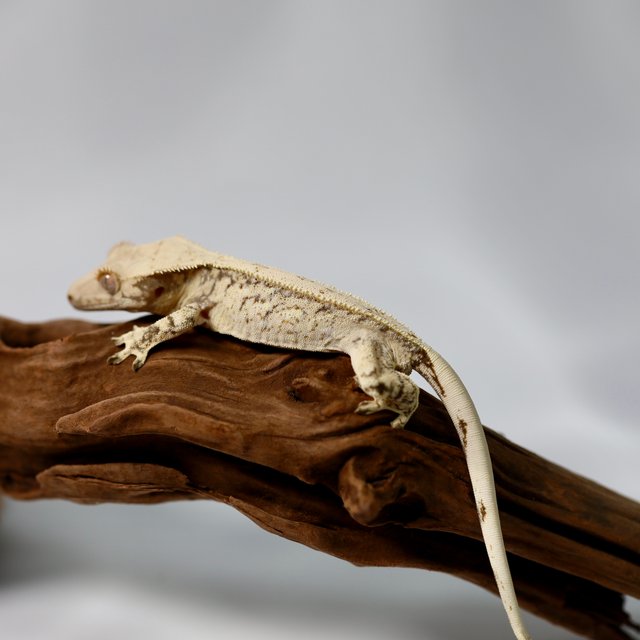 화이트스팟 쿼드 풀핀 트라이 드리피