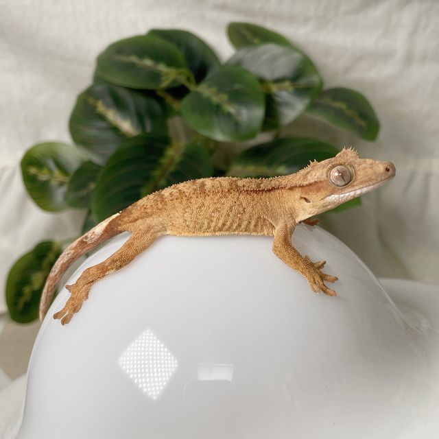 벅스킨 옐로우