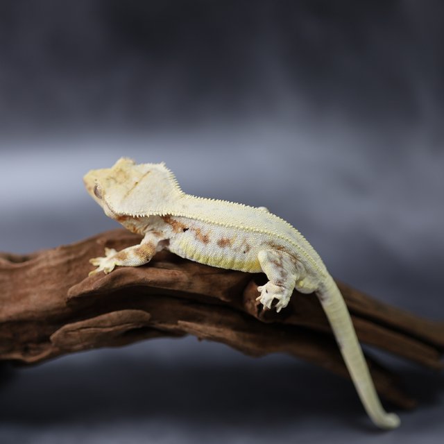 릴리화이트 트라이 레드