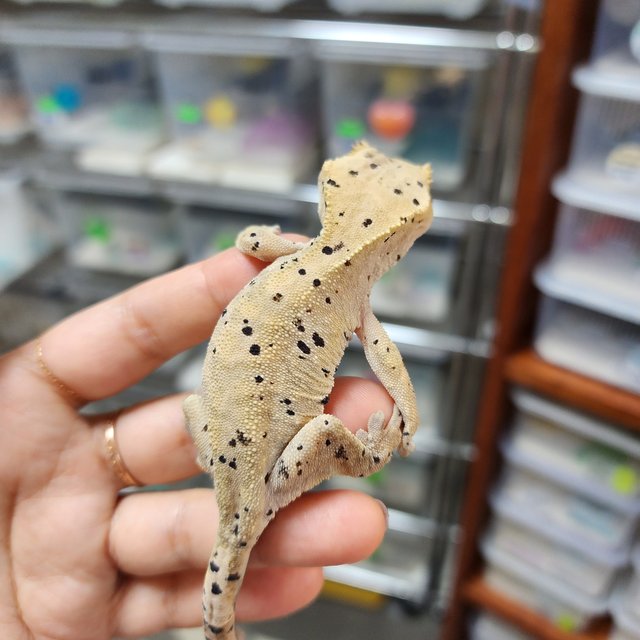 Super Dalmatian Dark
