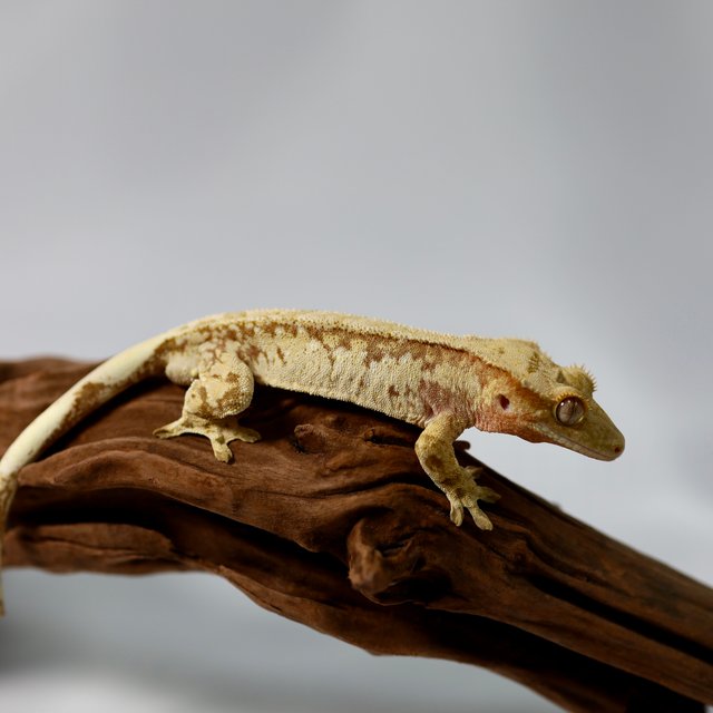 트라이 레드 익스트림할리퀸