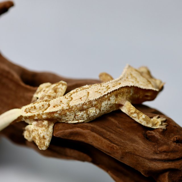 트라이 익스트림할리퀸 레드