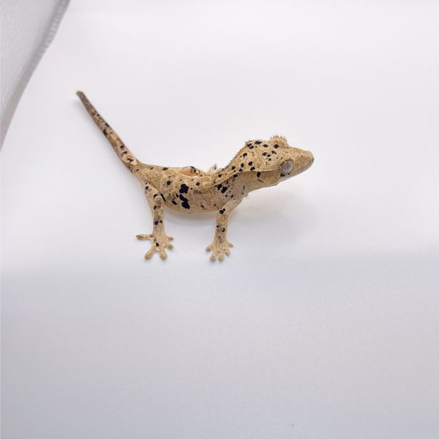 슈퍼달마시안