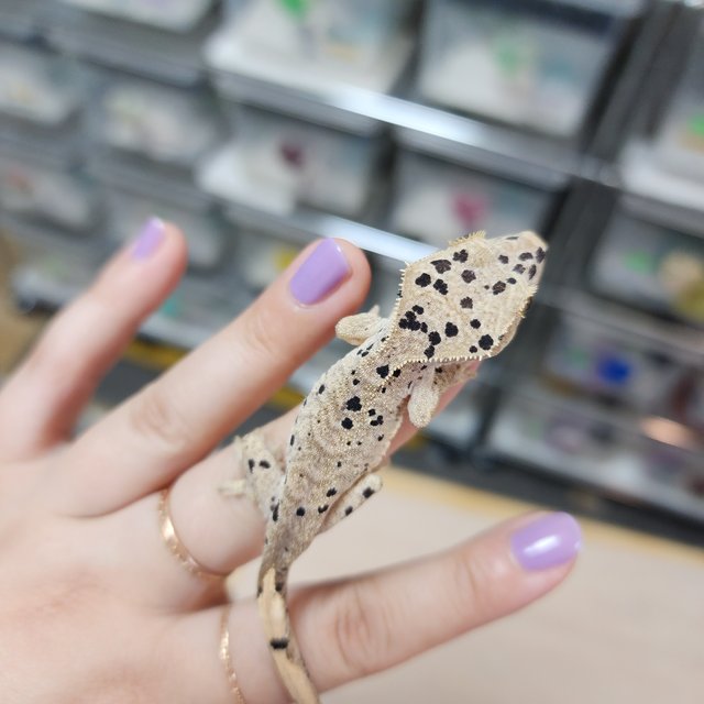 Super Dalmatian Dark