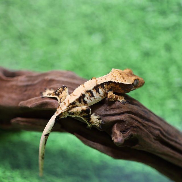 트라이 익스트림할리퀸