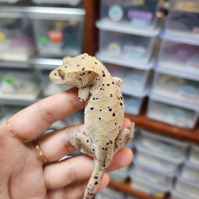 Super Dalmatian Dark