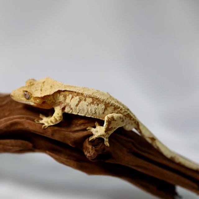 트라이 레드 익스트림할리퀸