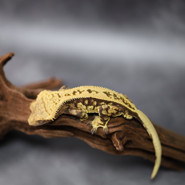 풀핀 핀스트라이프