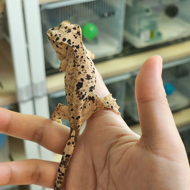 슈퍼달마시안