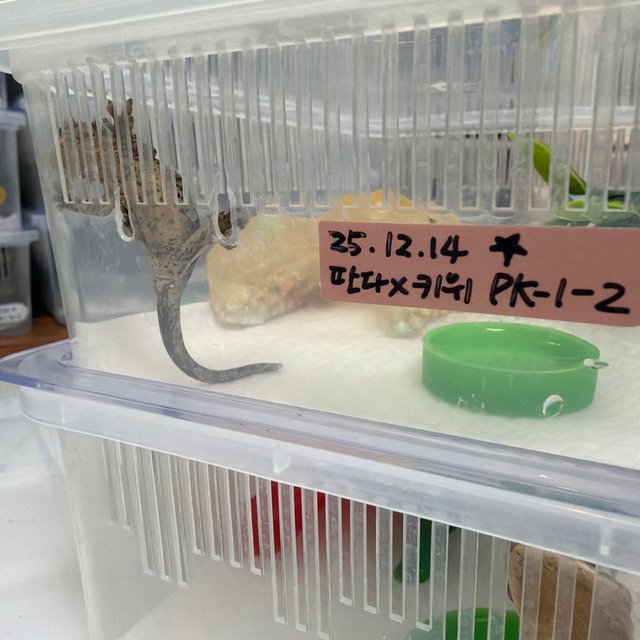 슈퍼달마시안 옐로우