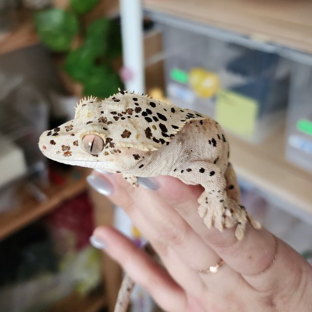Super Dalmatian Strawberry Yellow