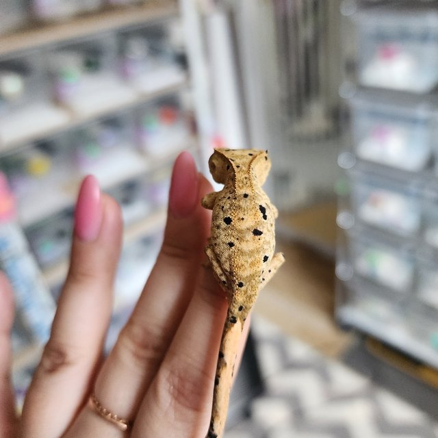 Super Dalmatian Yellow