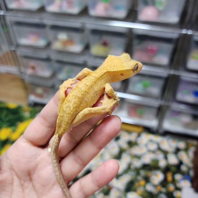 Patternless Buckskin Phantom Yellow