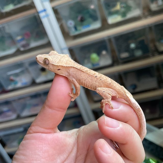 벅스킨 옐로우