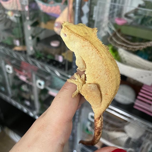 벅스킨 옐로우